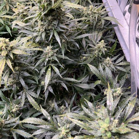 Maui waui 2 growlog timeline photo