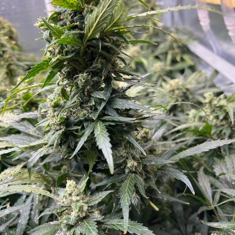 Maui waui 2 growlog timeline photo
