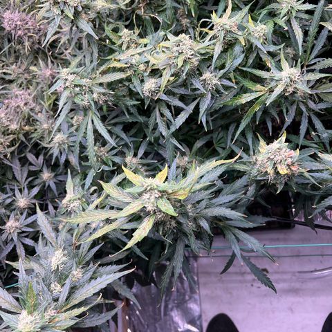 Original Auto Jack Herer growlog timeline photo