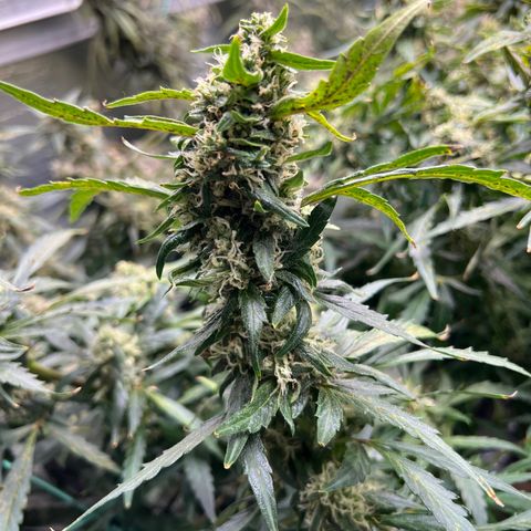 Original Auto Jack Herer growlog timeline photo