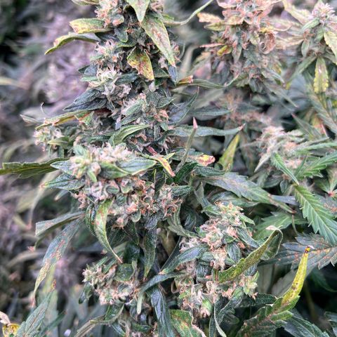 Original Auto Jack Herer growlog timeline photo
