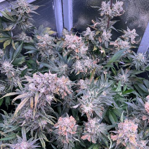 Arctic Sunset growlog timeline photo