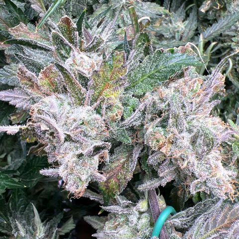 Arctic Sunset growlog timeline photo