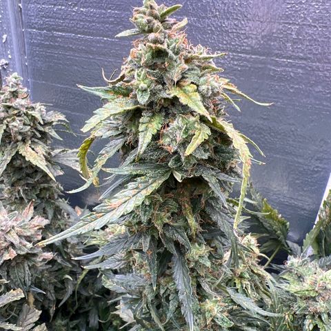 Mimosa Cake Auto growlog timeline photo