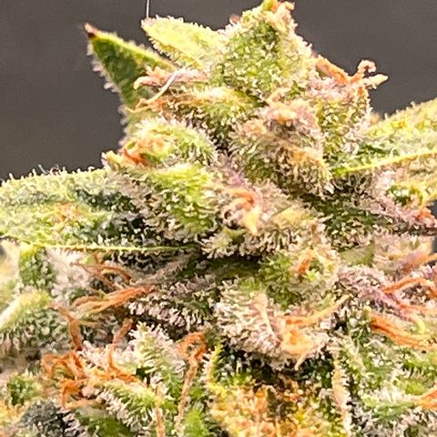 Mimosa Cake Auto growlog timeline photo