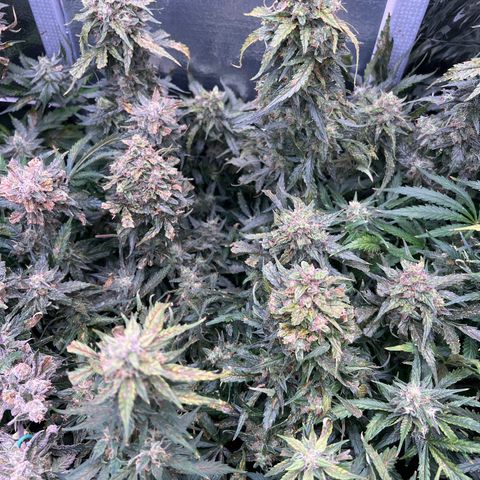 Mimosa Cake Auto growlog timeline photo
