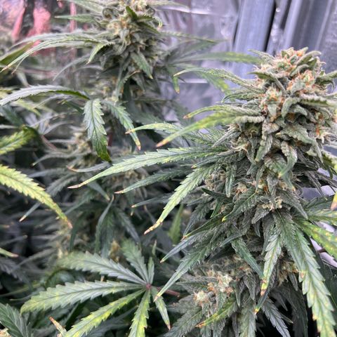 Wedding Glue Auto growlog timeline photo