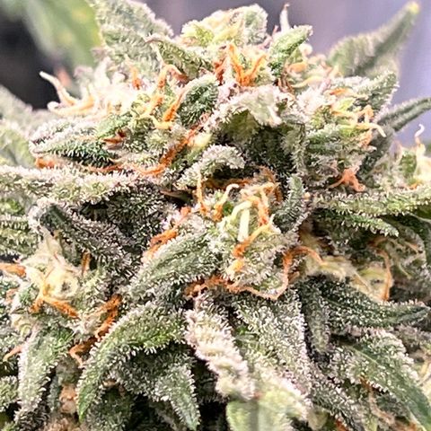 Wedding Glue Auto growlog timeline photo