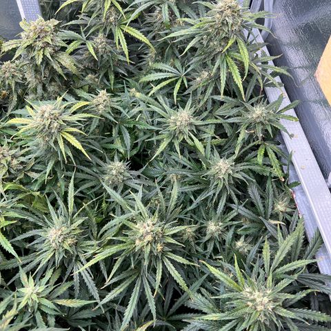 Wedding Glue Auto growlog timeline photo