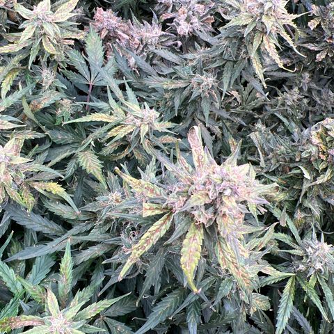 Hawaii Maui Waui Automatic growlog timeline photo