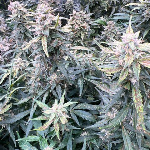 Hawaii Maui Waui Automatic growlog timeline photo