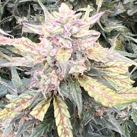 Hawaii Maui Waui Automatic growlog timeline photo