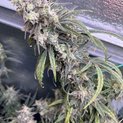 Blueberry Kush Automatic growlog timeline photo