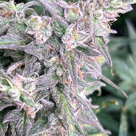 Blueberry Kush Automatic growlog timeline photo
