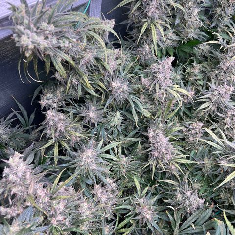 Blueberry Kush Automatic growlog timeline photo