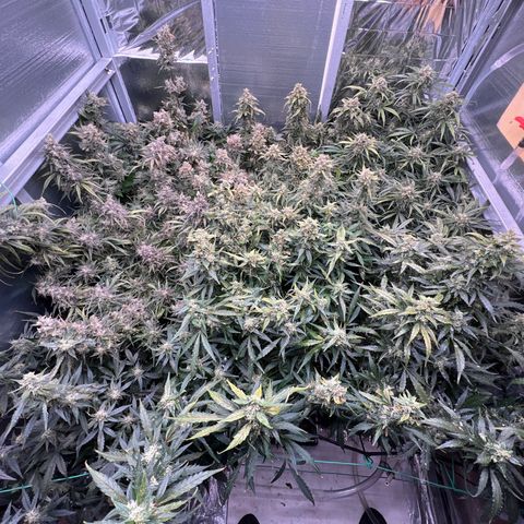 The volunteer (Maui Waui) growlog timeline photo