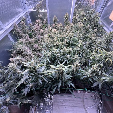 The volunteer (Maui Waui) growlog timeline photo