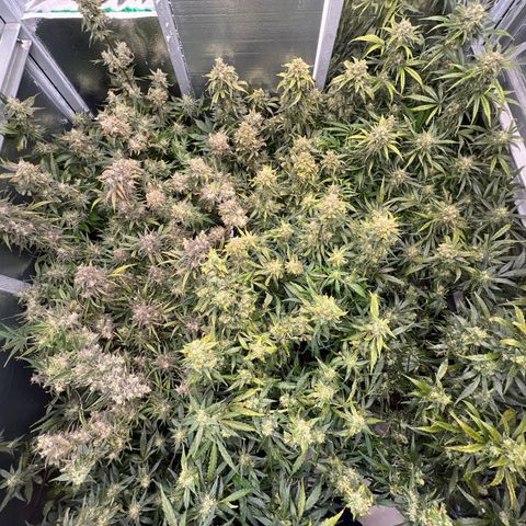 The volunteer (Maui Waui) growlog timeline photo