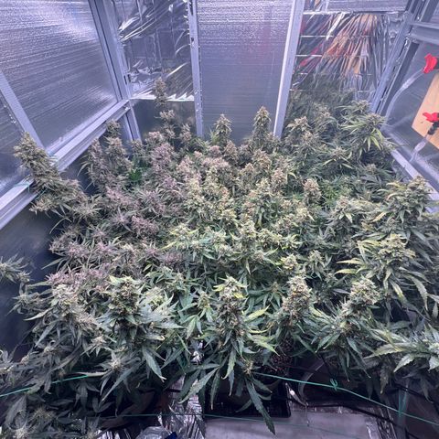 The volunteer (Maui Waui) growlog timeline photo