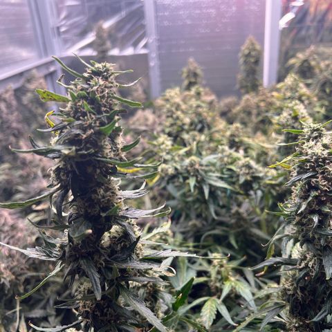 The volunteer (Maui Waui) growlog timeline photo