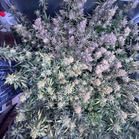 The volunteer (Maui Waui) growlog timeline photo
