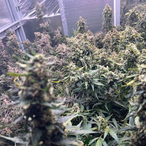 The volunteer (Maui Waui) growlog timeline photo