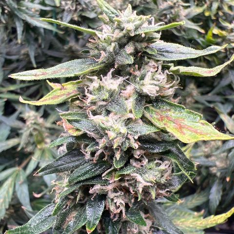 Original Auto Jack Herer growlog timeline photo