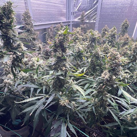 Original Auto Jack Herer growlog timeline photo