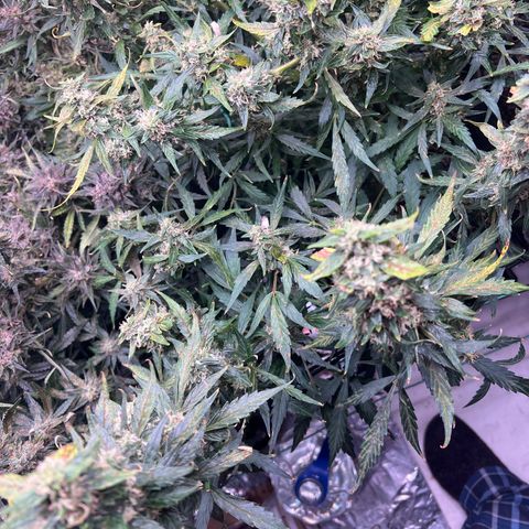 Original Auto Jack Herer growlog timeline photo