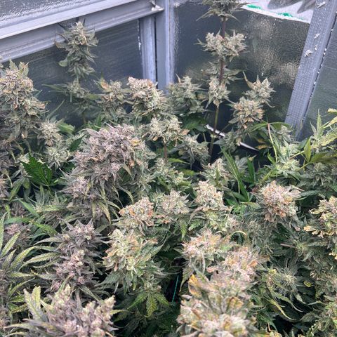 Arctic Sunset growlog timeline photo