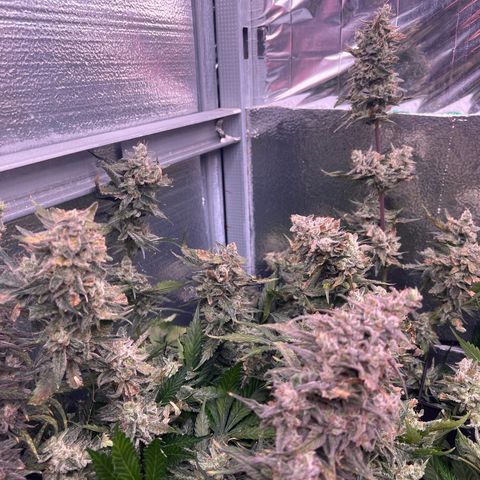 Arctic Sunset growlog timeline photo