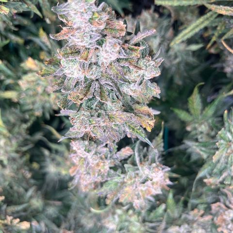 Arctic Sunset growlog timeline photo
