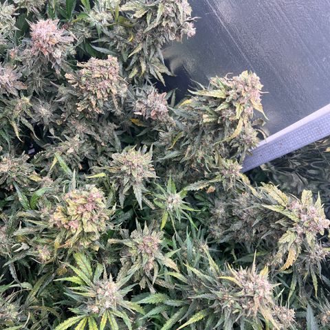 Mimosa Cake Auto growlog timeline photo
