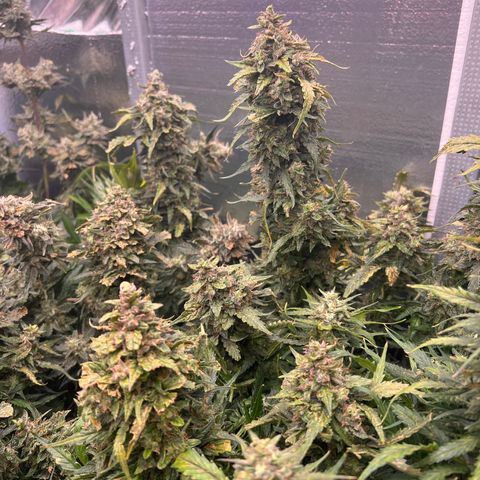 Mimosa Cake Auto growlog timeline photo