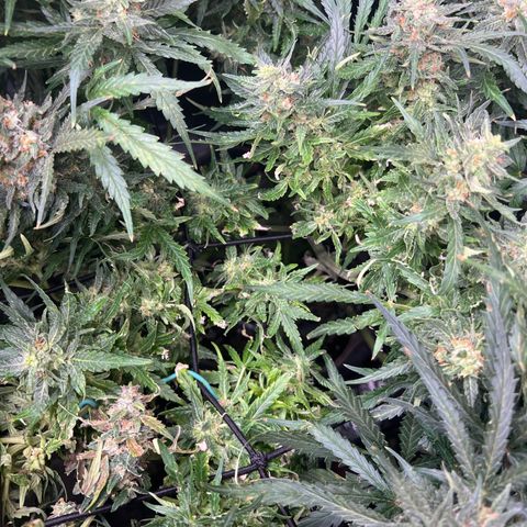 Wedding Glue Auto growlog timeline photo