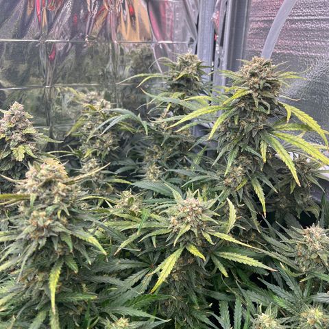 Wedding Glue Auto growlog timeline photo