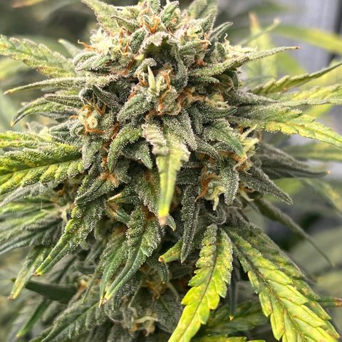 Wedding Glue Auto growlog timeline photo