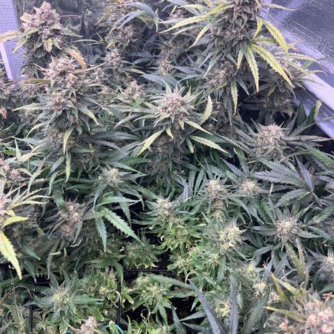 Wedding Glue Auto growlog timeline photo