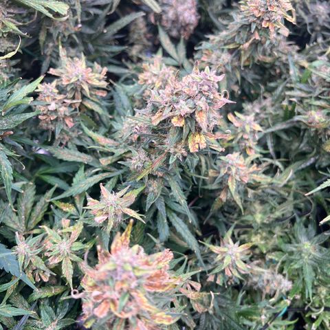 Hawaii Maui Waui Automatic growlog timeline photo