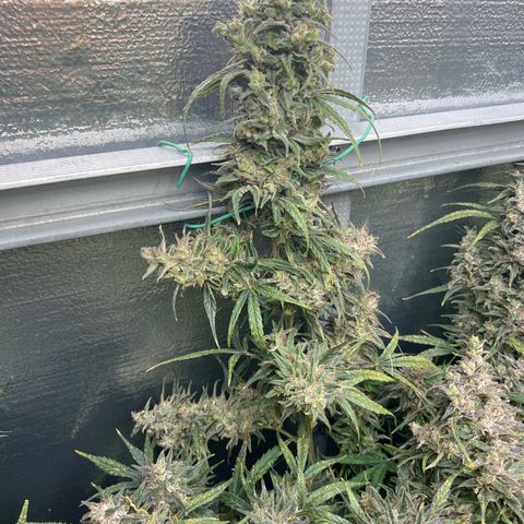Blueberry Kush Automatic growlog timeline photo