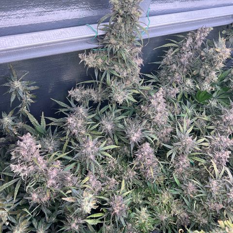 Blueberry Kush Automatic growlog timeline photo
