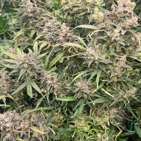 Blueberry Kush Automatic growlog timeline photo