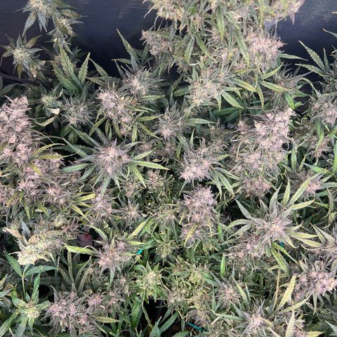 Blueberry Kush Automatic growlog timeline photo