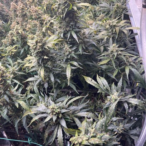 Maui waui 2 growlog timeline photo
