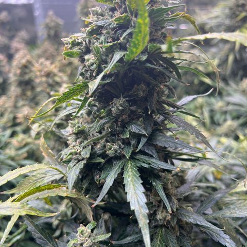 Maui waui 2 growlog timeline photo