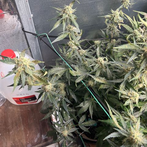 The volunteer (Maui Waui) growlog timeline photo