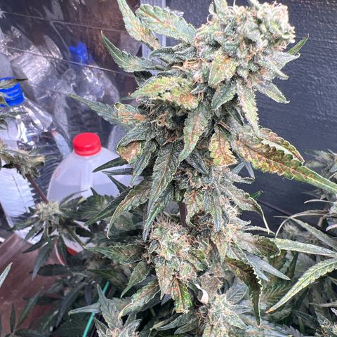 The volunteer (Maui Waui) growlog timeline photo