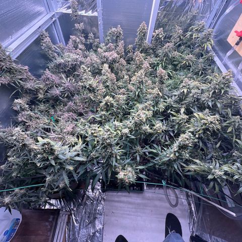 The volunteer (Maui Waui) growlog timeline photo