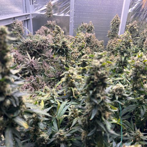 The volunteer (Maui Waui) growlog timeline photo