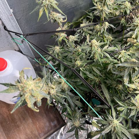 The volunteer (Maui Waui) growlog timeline photo
